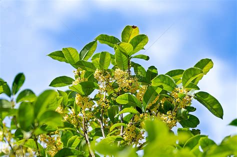 桂花树|桂花树